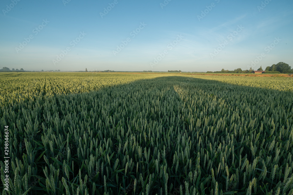 Naklejka premium green corn field