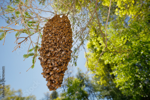 Honey Bee Swarm photo