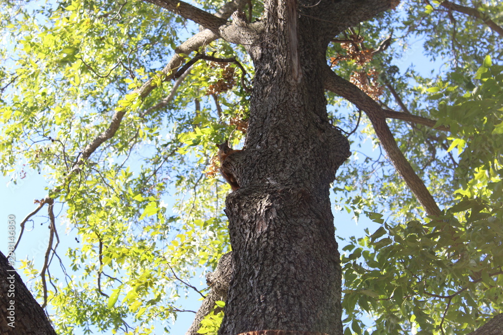 Fototapeta premium Squirrel In Tree