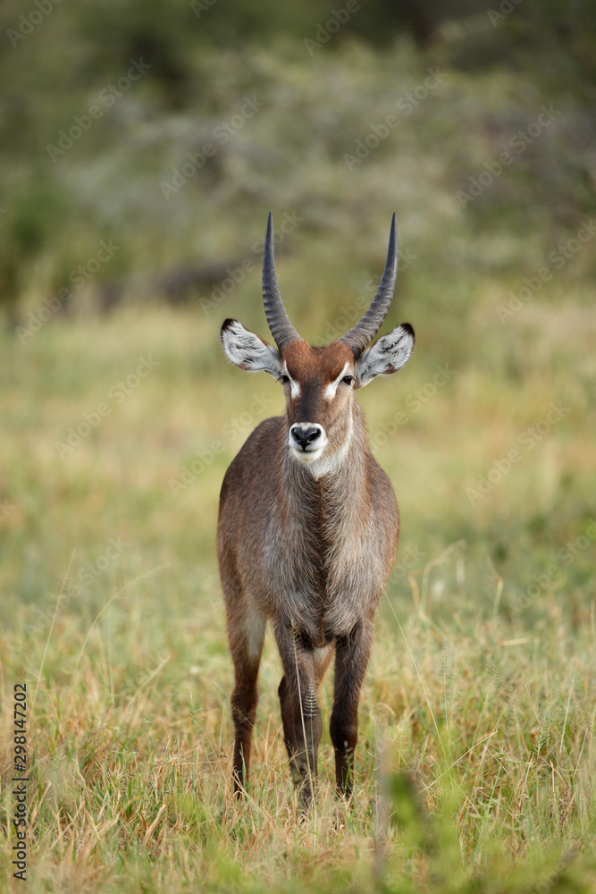 Waterbuck Waterbuck