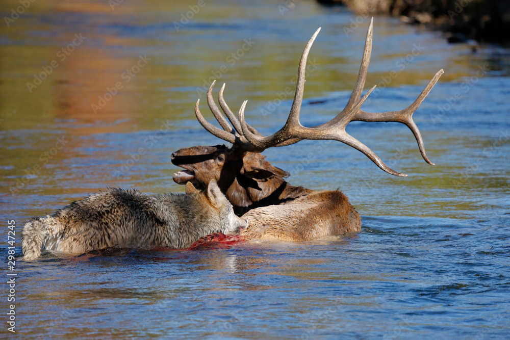 © Paul Tessier/Stocksy - Wolf and Elk