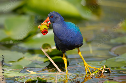 Purple Gallinule photo