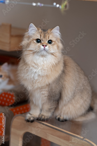 Cute British Longhair cat