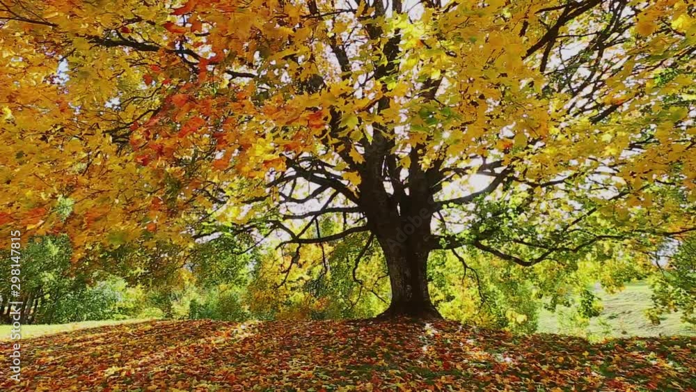 VIdeo of the autumn landscape with mapple tree. Colorful foliage in the fall park. VIdeo of the autumn landscape with mapple tree. Colorful foliage in the fall park.