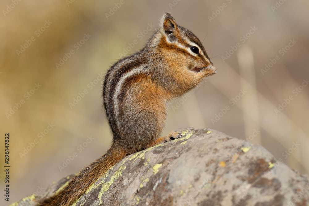 Least Chipmunk Least Chipmunk