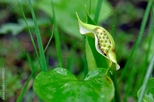 Sumpf-Calla / Drachenwurz (Calla palustris) - bog arum, marsh calla, wild calla, photo