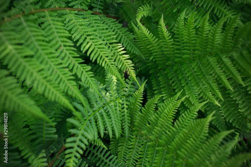 fern in the forest as a graphic mosaic
