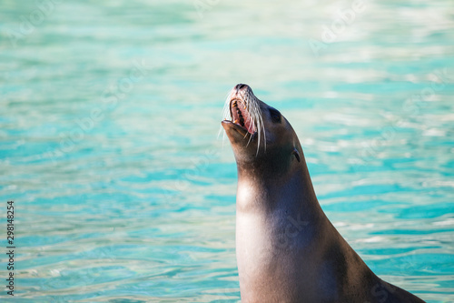 A Californian sea lion barks in front of the clear blue water.