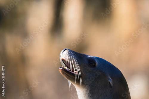 A Californian sea lion looks out of the frame.