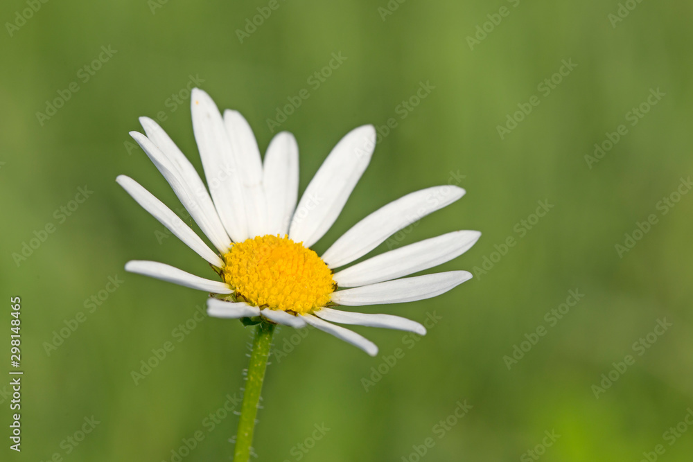 Obraz premium Leucanthemum vulgare, the ox-eye daisy in the garden on the background of the evening sunset, magic bokeh, summer concept. flowers the ox-eye daisy on the background of evening sunset.