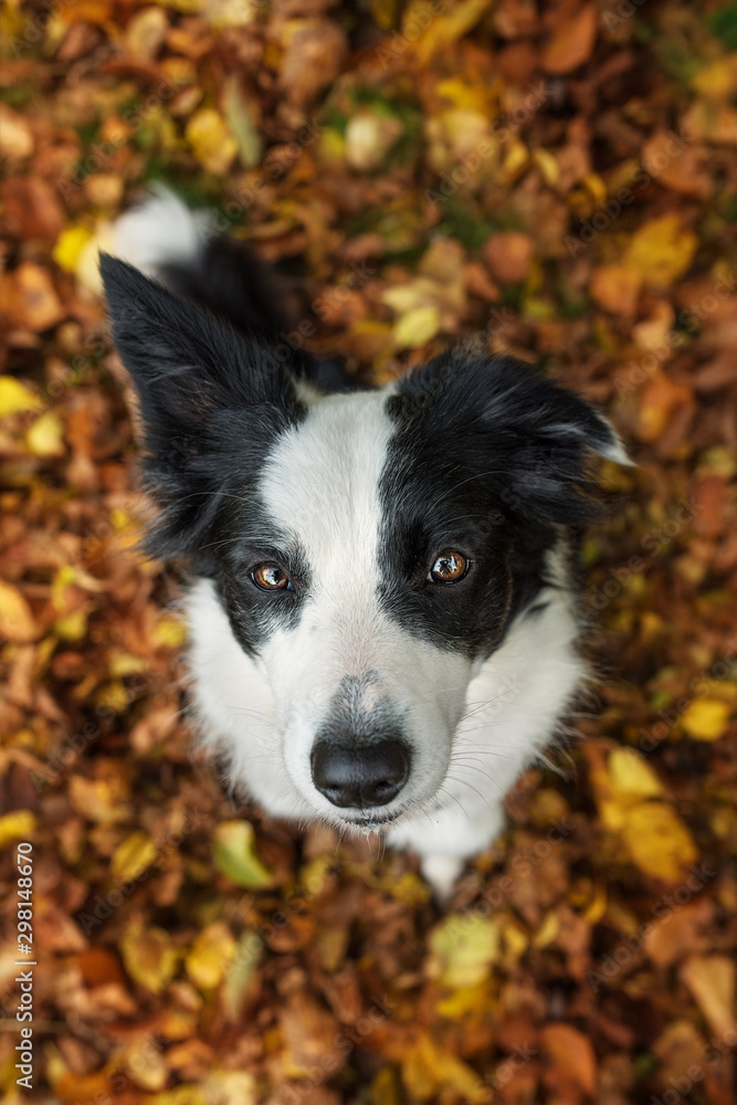 Border collie dog sitting in colorful autumn leaves
