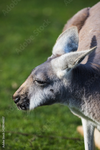 A lone Red Kangaroo looks into the distance seen on a grass area.