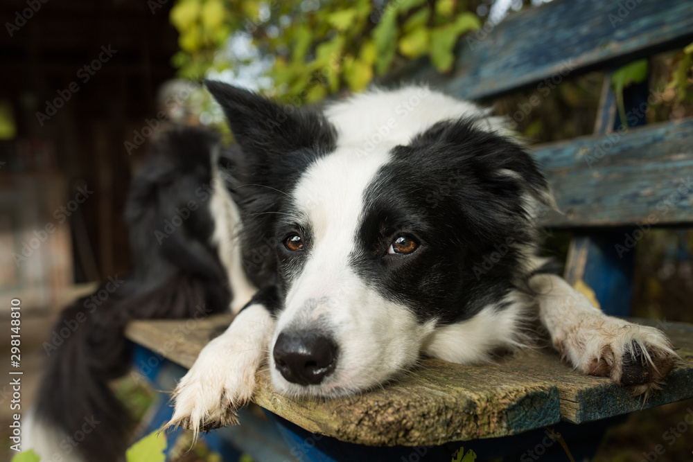 Border collie dog lying on a garden bench