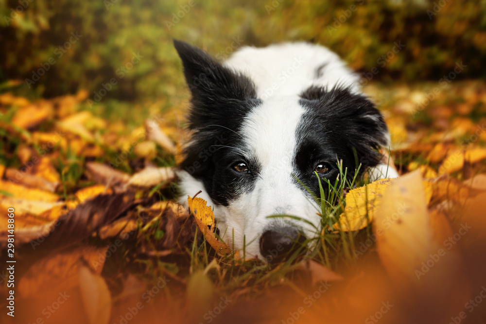 Border collie dog lying in autumn leaves