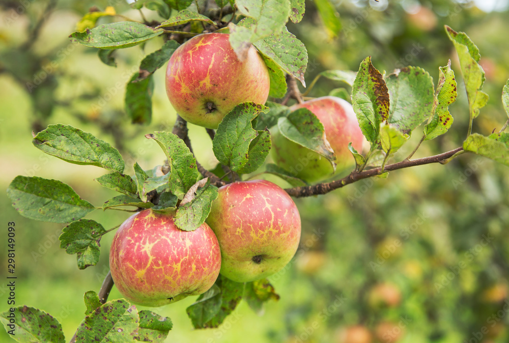 Red apples on branches in old garden, traditional organic apple orchard. Close-up of ripe apple in the garden. apples hanging on branch at orchard Red apples on branches in old garden, traditional organic apple orchard. Close-up of ripe apple in the garden. apples hanging on branch at orchard