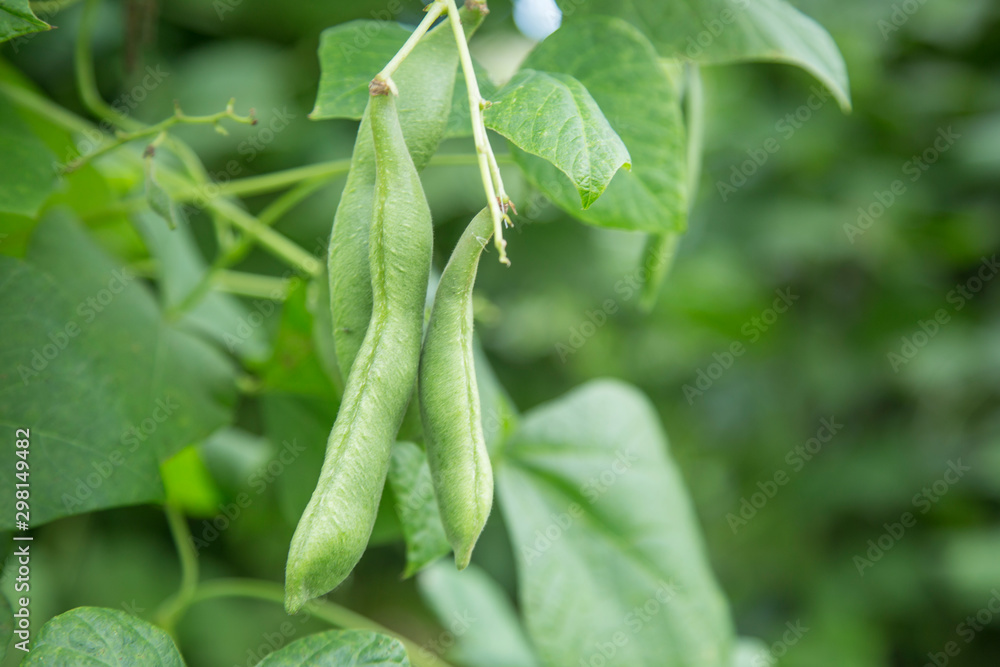 Green beans in the garden. Growing the beans (Phaseolus vulgaris). Green vines and leaves creeping on the vertical support. Green french beans plant in vegetables garden. Green beans in the garden. Growing the beans (Phaseolus vulgaris). Green vines and leaves creeping on the vertical support. Green french beans plant in vegetables garden.