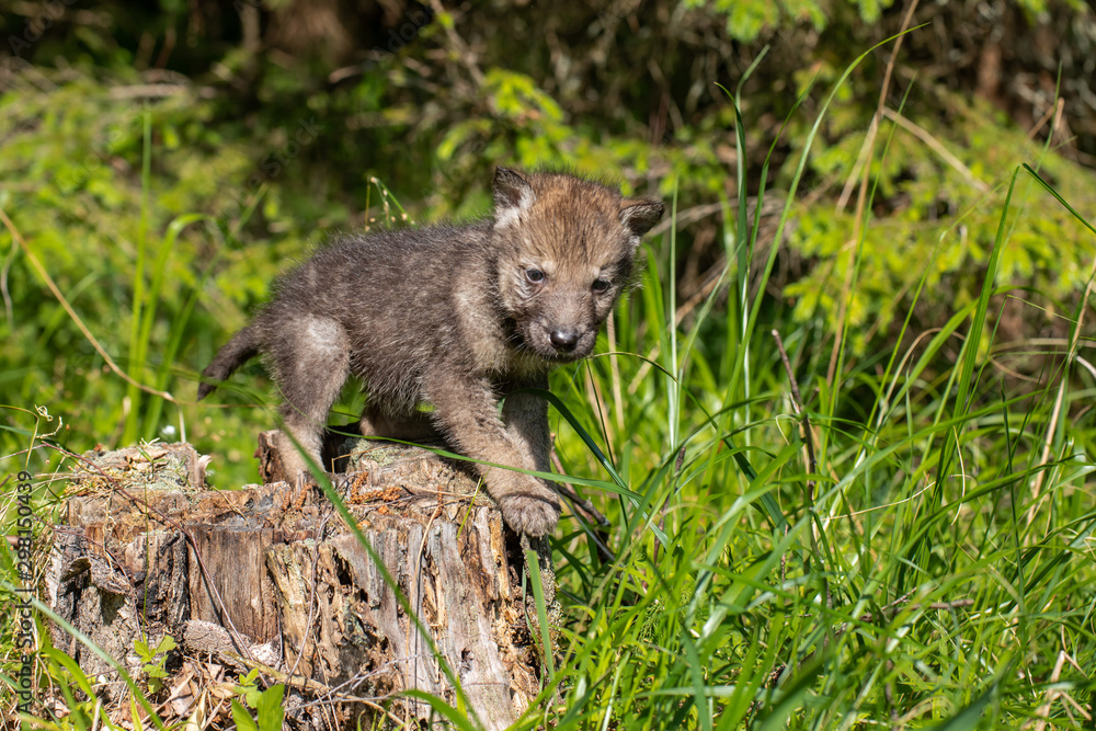 Obraz premium One month old wolf cub