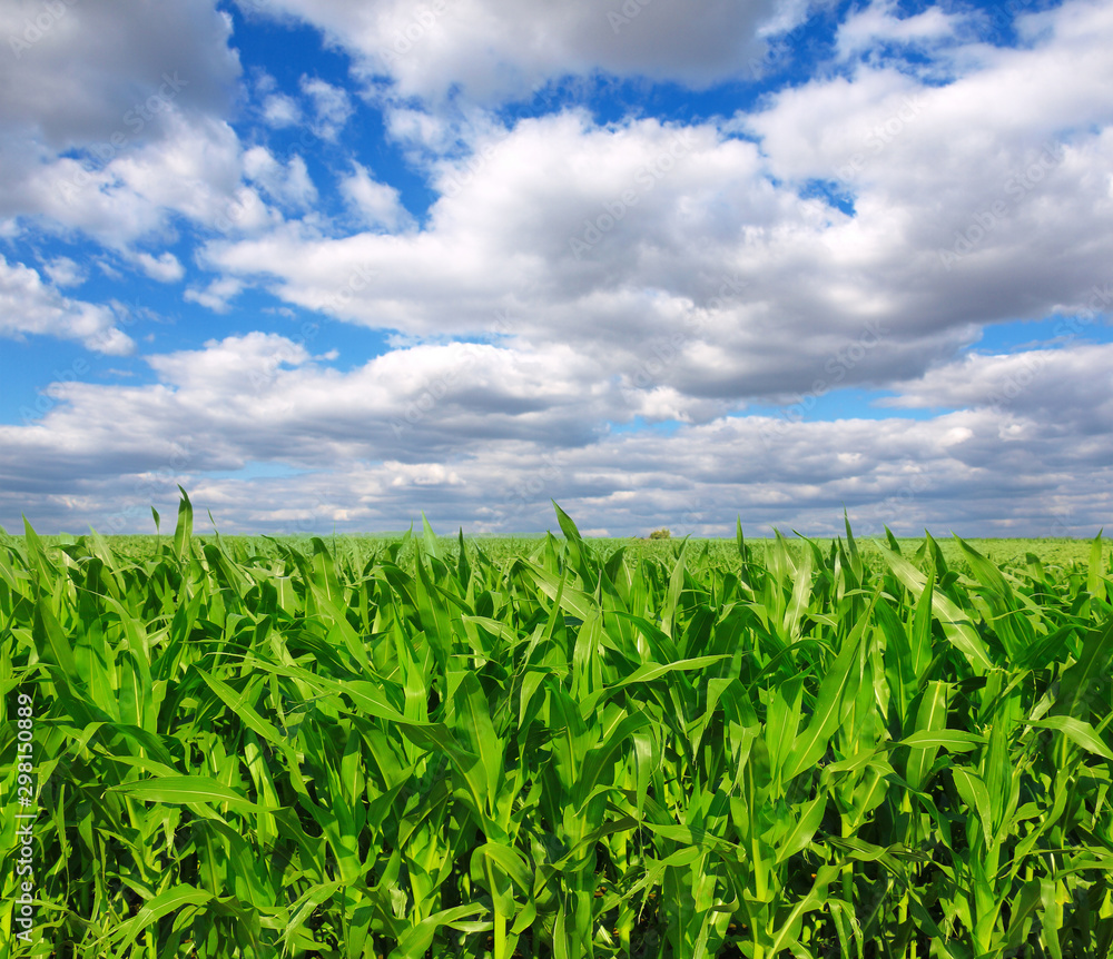 Green field with young corn Green field with young corn
