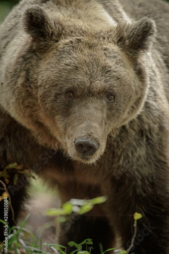 European brown bear close-up © Natureimmortal