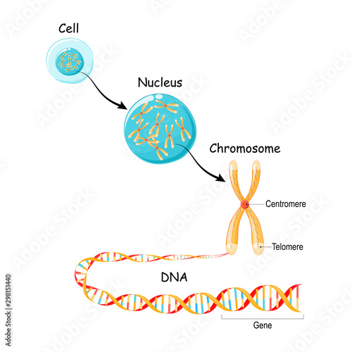 From Gene to DNA and Chromosome in cell structure. genome sequence. photo