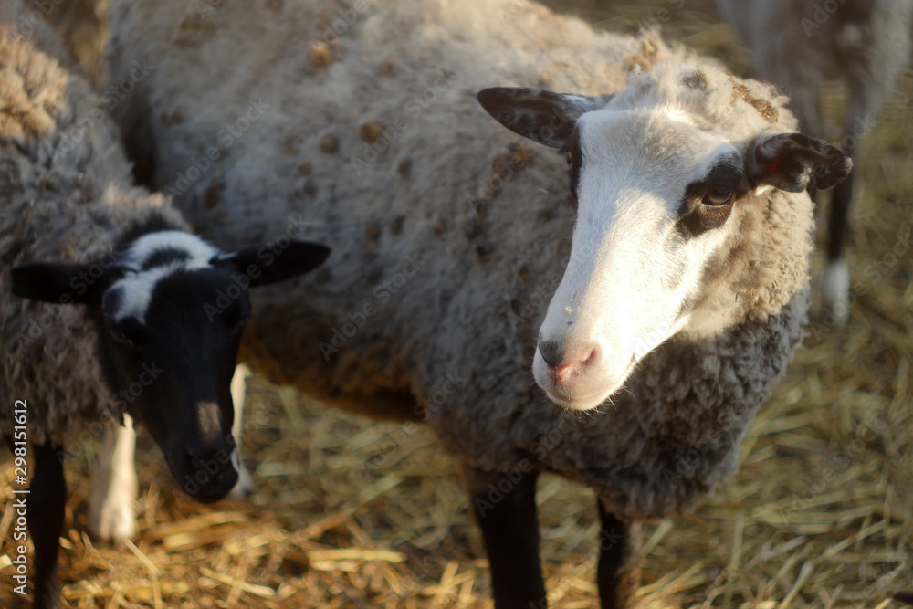 Fototapeta premium Flock of sheep close up on the yard. Farm business. DOmestic animals
