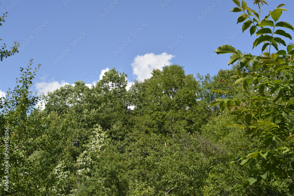Fototapeta premium tree and blue sky