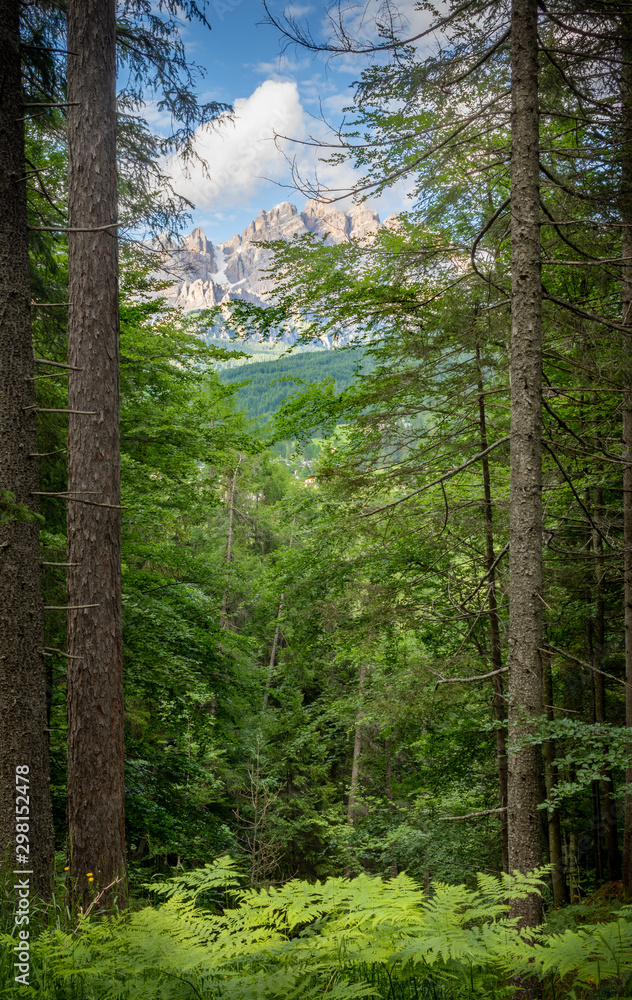 Fototapeta premium forest in the Dolomites in springtime with mountains 