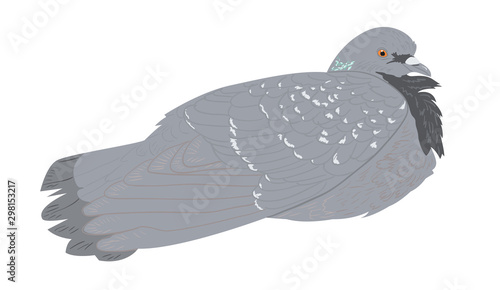 Rock pigeon resting