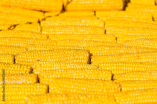 Cooking Corn. A few corn. Maize close-up. Cereal crops concept