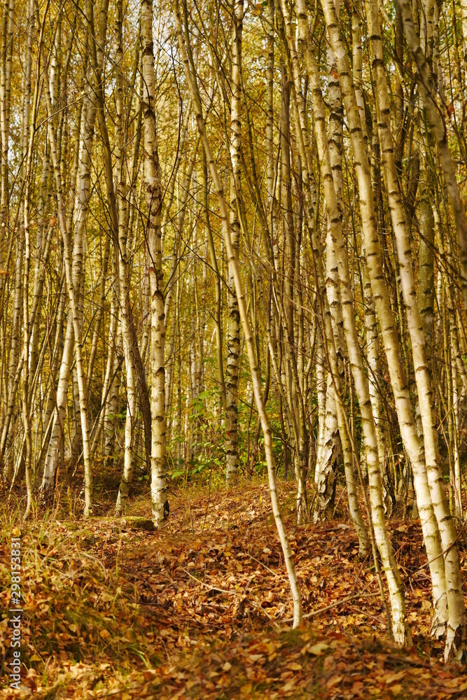 Obraz premium Birch Forest Freiberg 2019