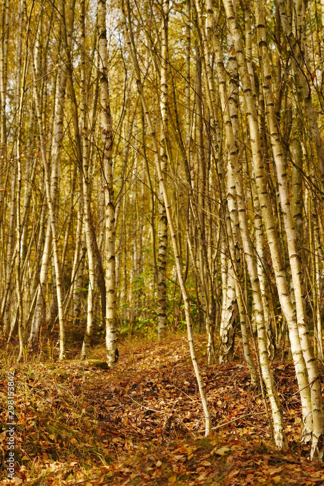 Fototapeta premium Birch Forest Freiberg 2019