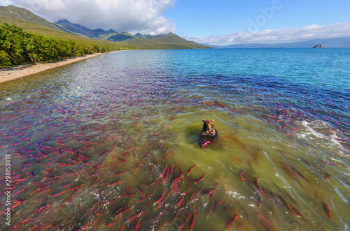 Aerial view of bear hunting salmon at Kurile Lake, Kamchatka, Russia