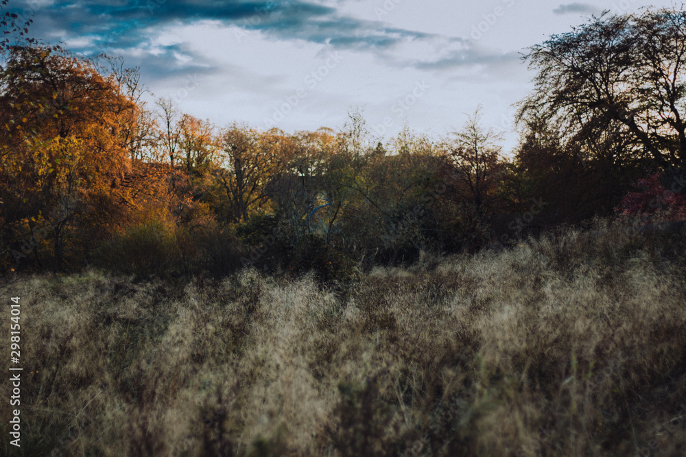 Obraz premium Scottish forest in autumn