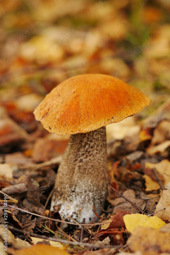 Leccinum versipelle Redcap Birken-Rotkappe Freiberg 2019 Leccinum versipelle Redcap Birken-Rotkappe Freiberg 2019