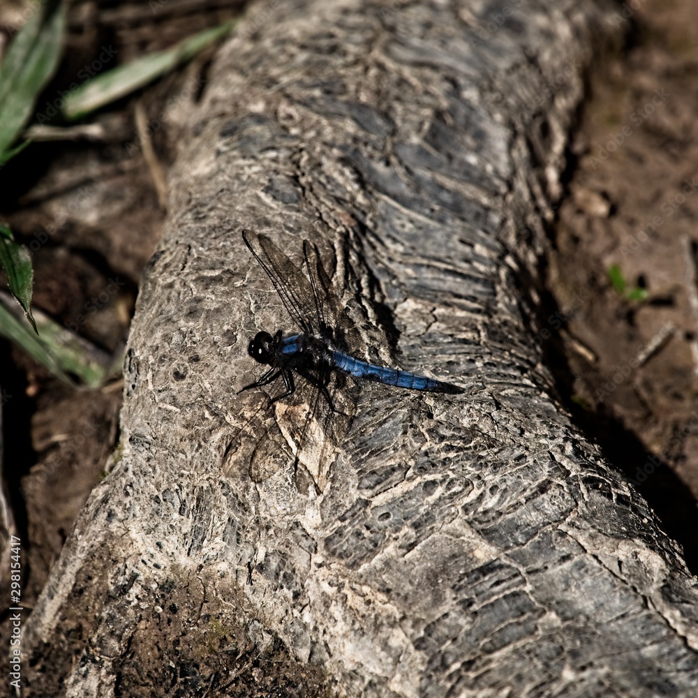 Blue Dragon Fly on Log in the Woods Blue Dragon Fly on Log in the Woods