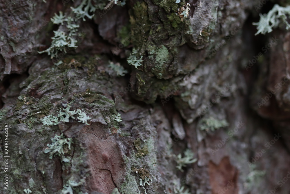 Texture macrophotographie écorce d'arbre sombre avec lichen Texture macrophotographie écorce d'arbre sombre avec lichen