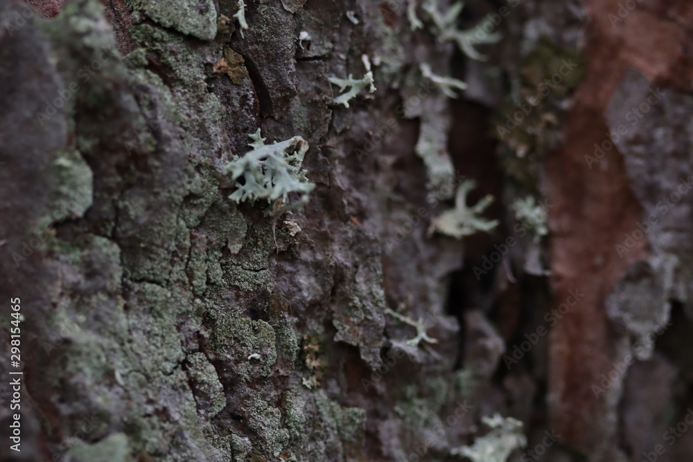 Texture arbre écorce marron foncé avec lichen en macrophotographie Texture arbre écorce marron foncé avec lichen en macrophotographie