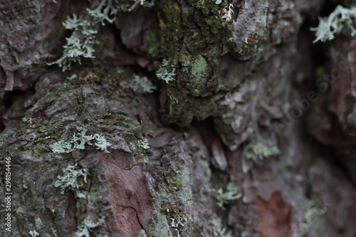 Texture macrophotographie écorce d'arbre sombre avec lichen