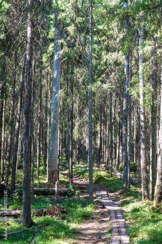 Forest of the Pyha-Hakki national park, Finland
