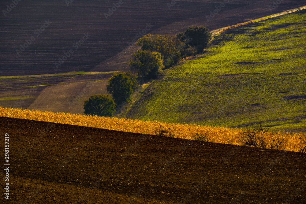 Obraz premium tree in the field southern Moravia Moravian Tuscany