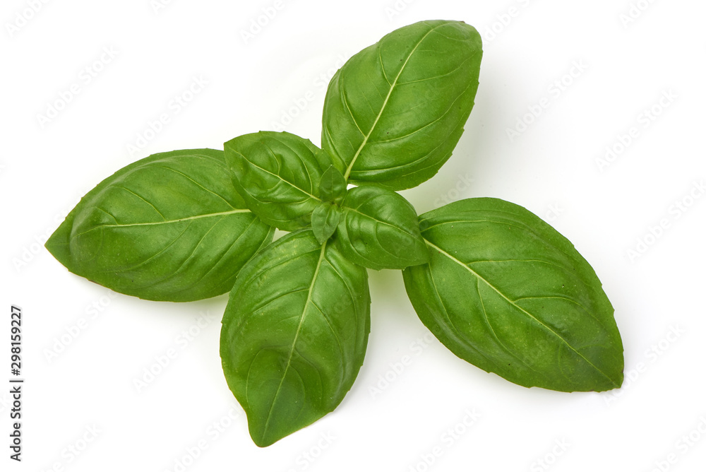 Fresh Green Basil Leaf, isolated on white background - obrazy, fototapety, plakaty 
