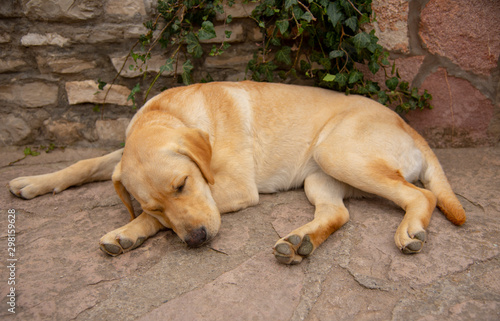  Labrador Retriever sleeps by a stone wall under ivy.