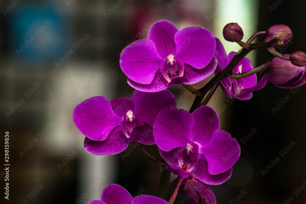 Naklejka premium Close up of Orchid