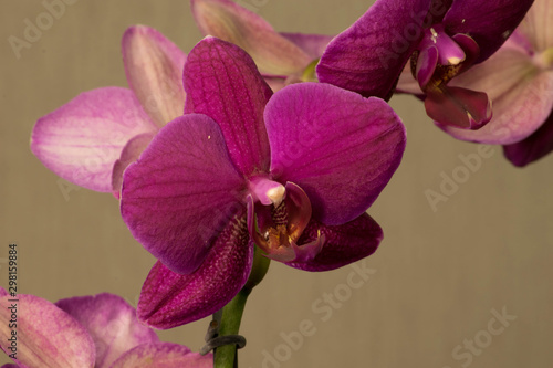 Close up of Orchid