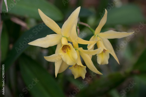 Close up of Flower
