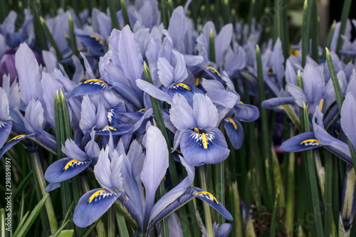Close up of Flower