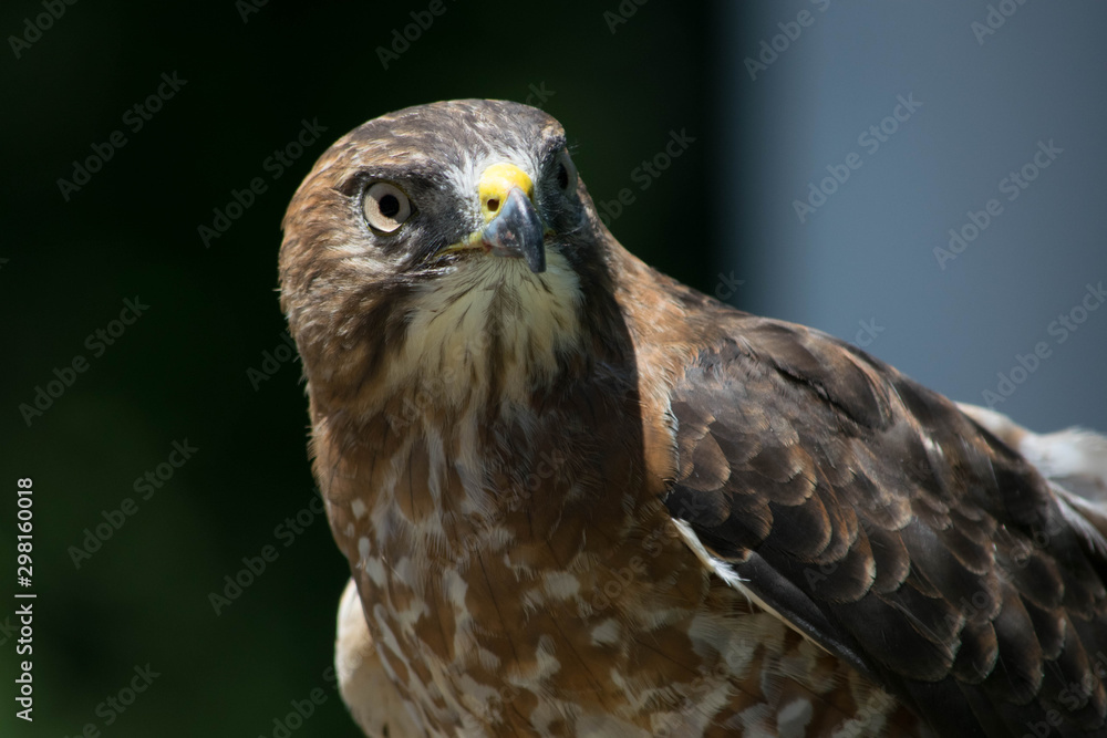 Close up of a Hawk Close up of a Hawk