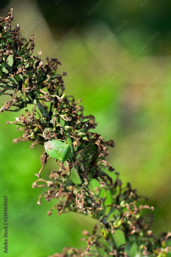 Obraz premium One green stink bug ( Palomena prasina ) on green plant
