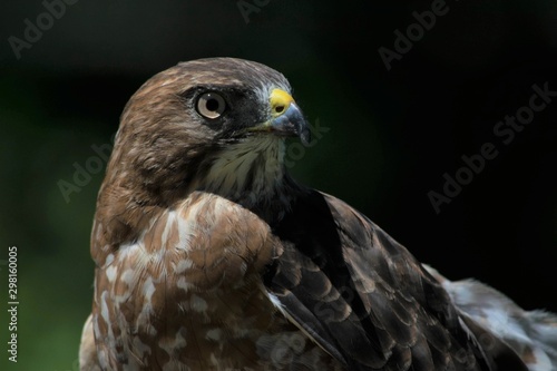 Close up of a Hawk
