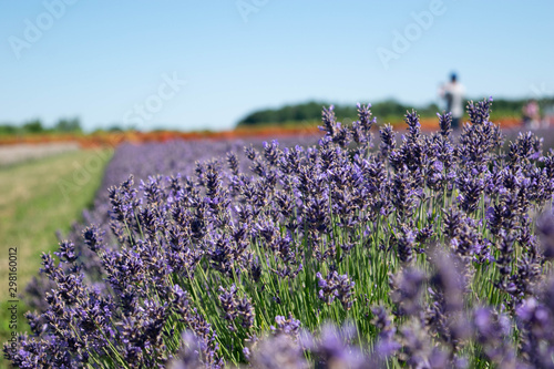 Lavender Field